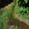 Plants: image 1 Of 208 Thumb